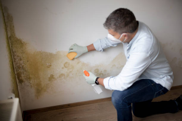 Best Emergency Mold Remediation  in La Porte, IN